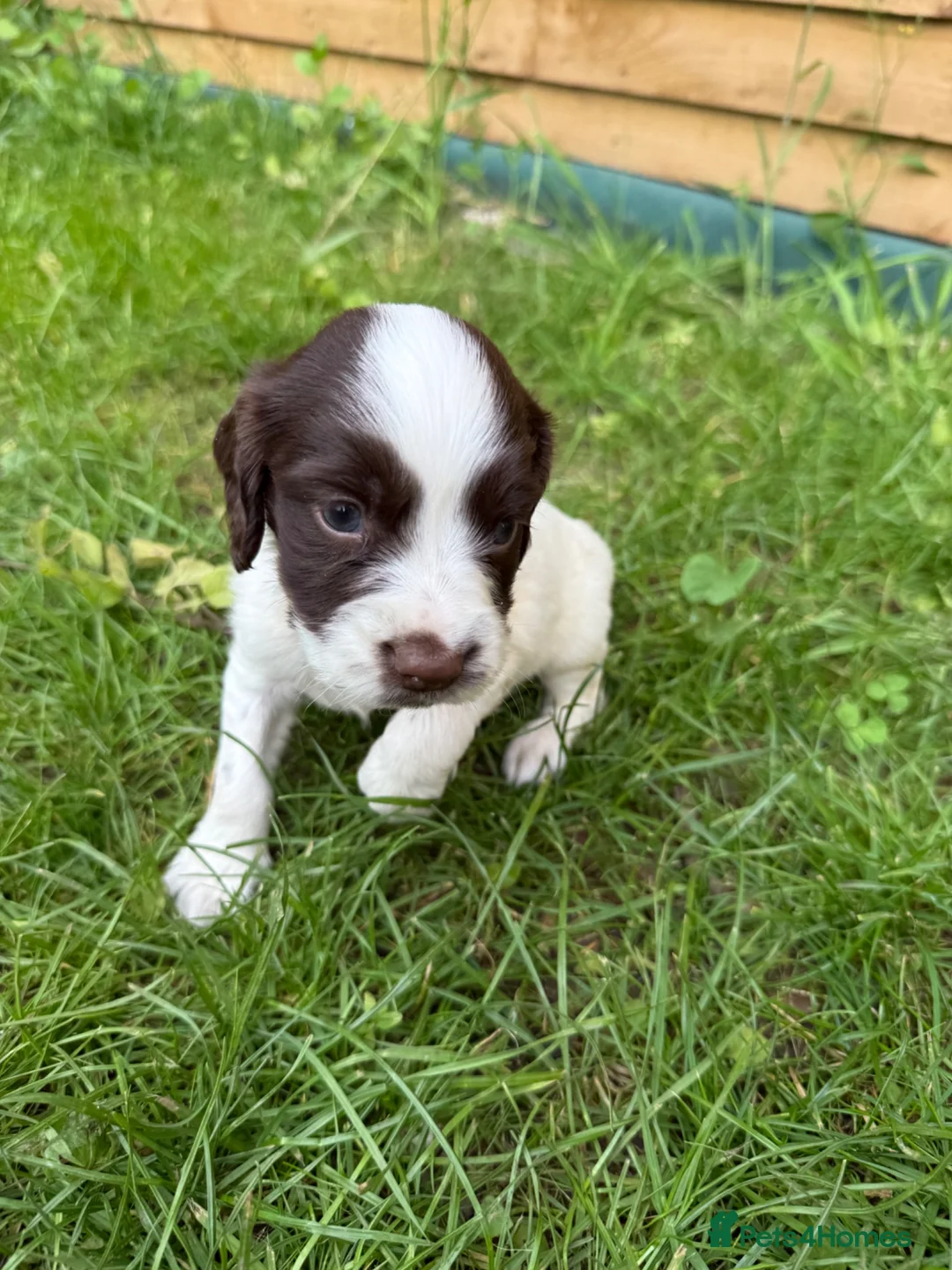 English Springer Spaniel dogs for sale: Well bred Springer Spaniel puppies  - Advert 2