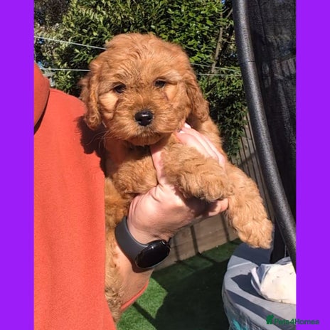 Cockapoo dogs - Advert 2