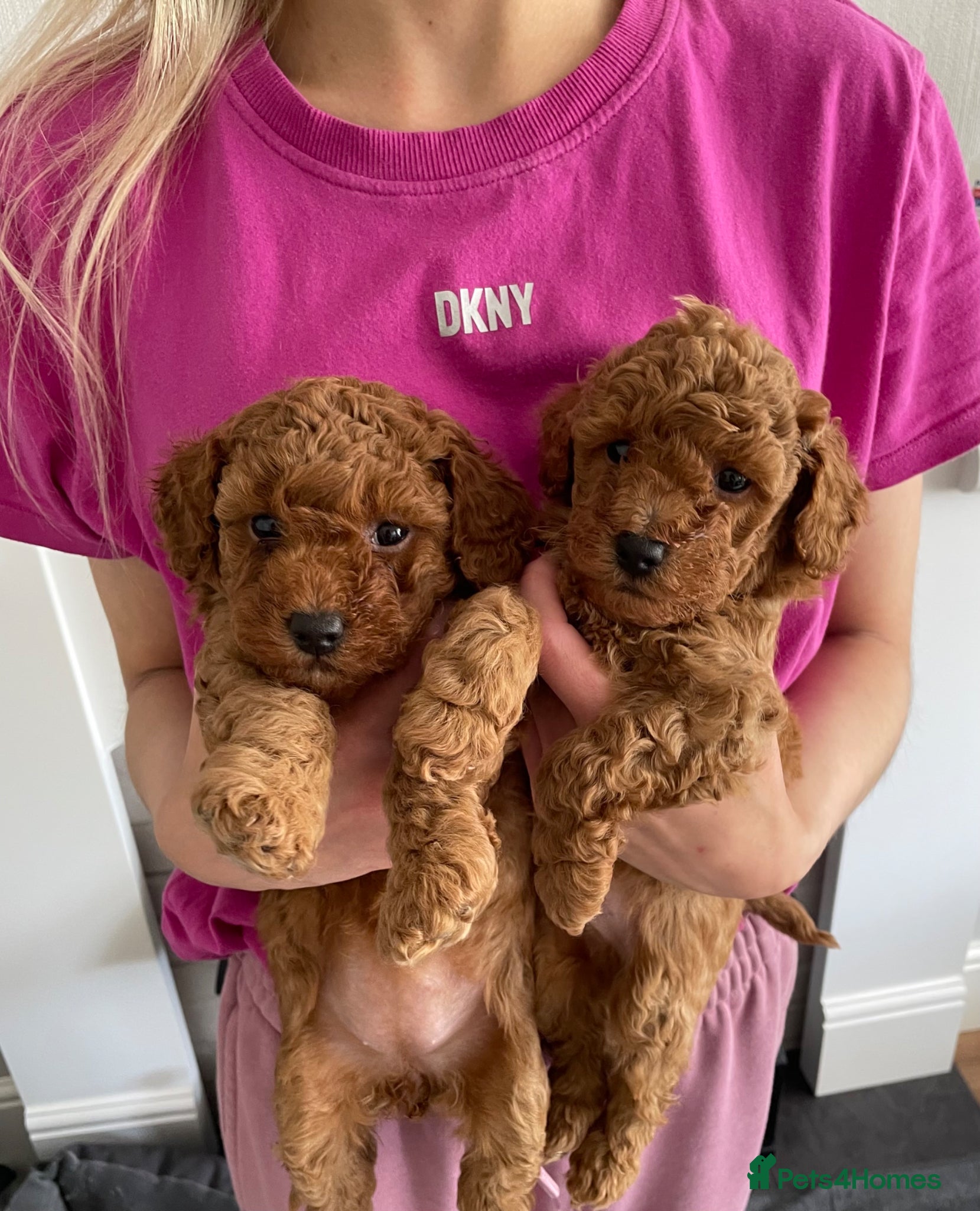 Toy Poodle dogs Gorgeous KC. Reg. Toy Poodle Puppies - Advert 14
