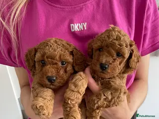 Toy Poodle dogs Gorgeous KC. Reg. Toy Poodle Puppies - Advert 14