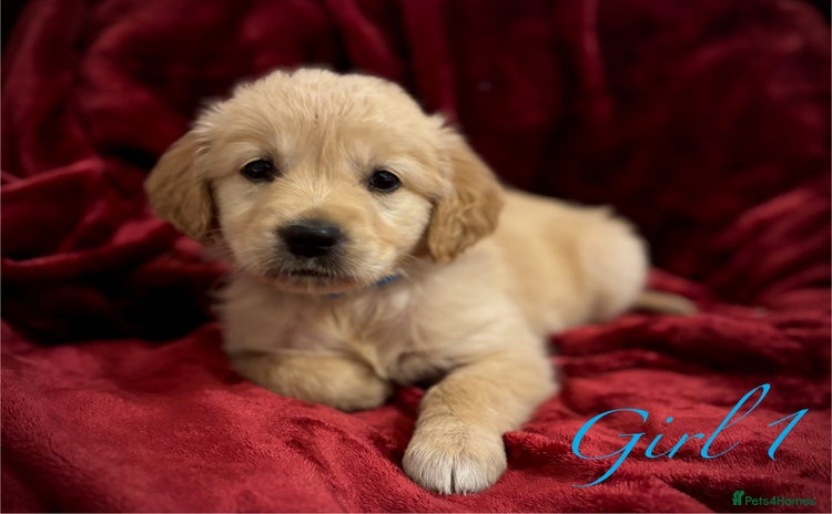 Golden Retriever dogs - Advert 2