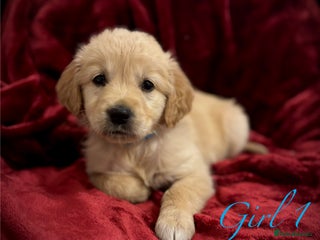 Golden Retriever dogs Golden retriever Puppies !!! - Advert 3