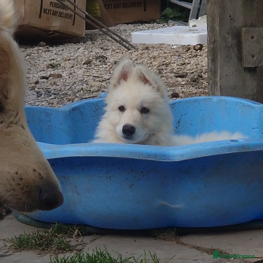 German Shepherd dogs for sale: Last white female German shepherd RTG in Nottingham - Image 2