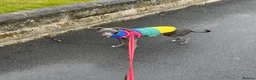 Italian Greyhound dogs for sale: Beautiful, affectionate Italian Greyhound in Wetherby - Advert 7