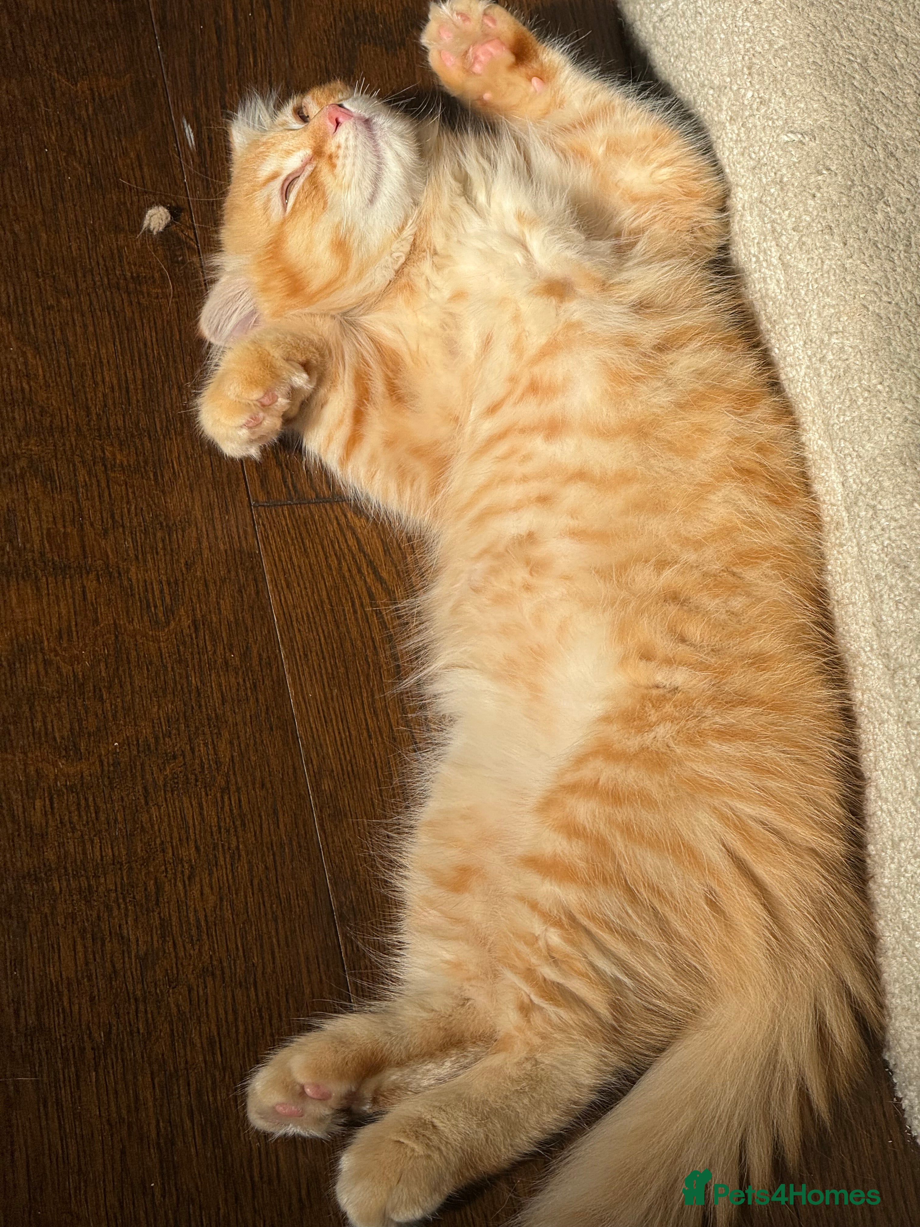 Scottish Fold cats Mum is Scottish fold, dad is British straight  - Advert 2