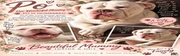 Olde English Bulldogge dogs for sale: GORGEOUS OLDE ENGLISH BULLDOGGE PUPPIES - Advert 2