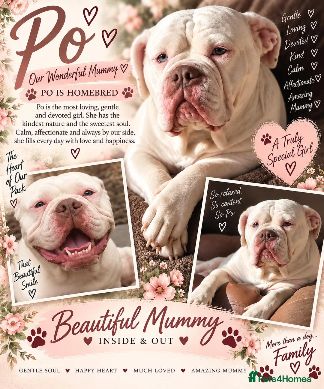 Olde English Bulldogge dogs for sale: GORGEOUS OLDE ENGLISH BULLDOGGE PUPPIES - Advert 2