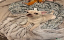 Frug dogs for sale: Truly Outstanding Fruggie Girls - Image 6