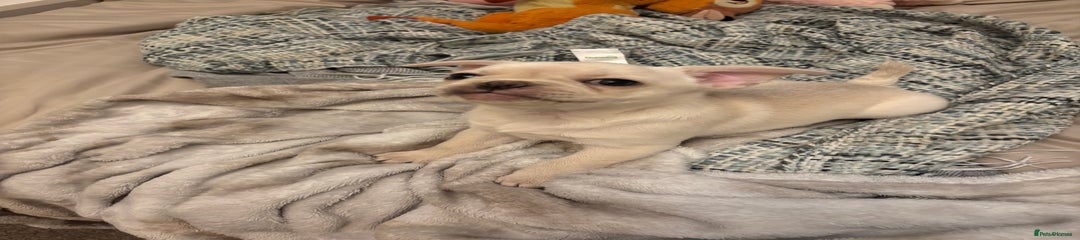 Frug Puppy 3