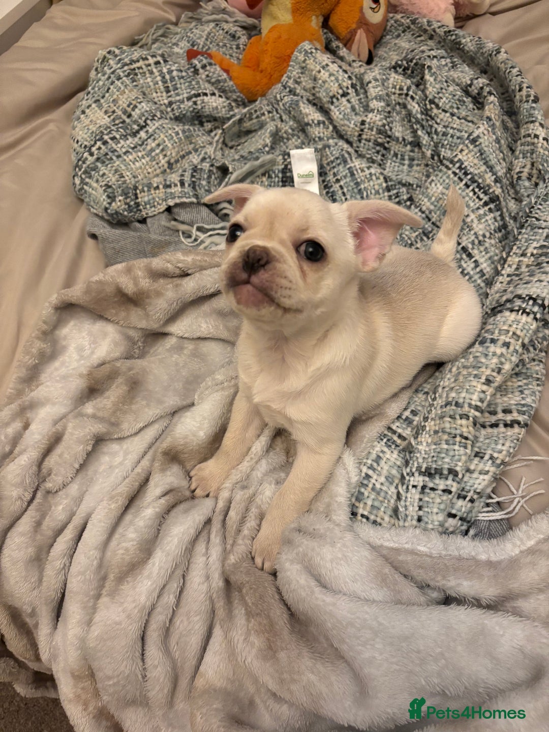 Frug dogs for sale: Truly Outstanding Fruggie Girls - Image 6