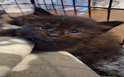 Maine Coon cats for sale: Stunning Maine Coon X  - Image 6