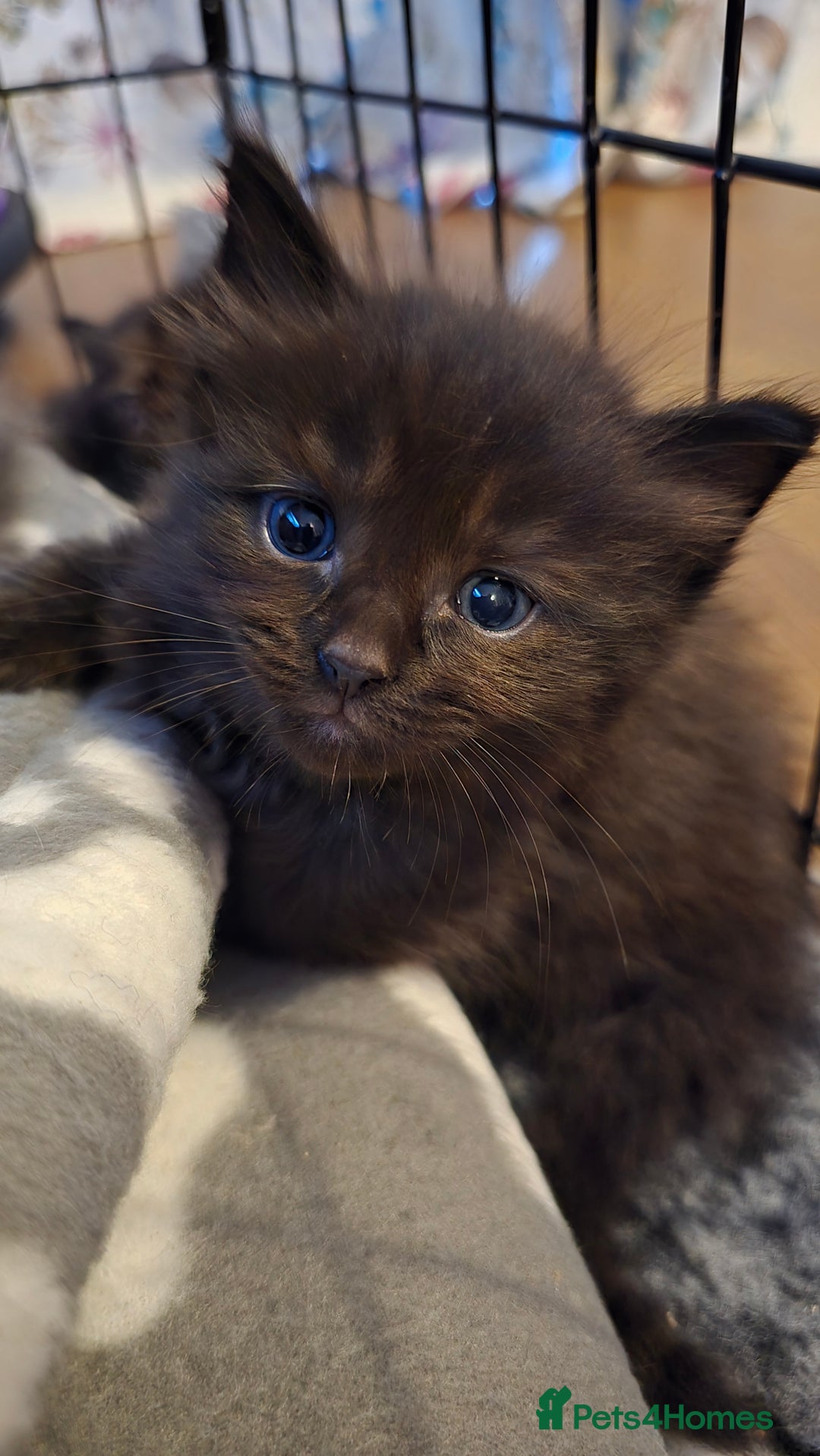 Maine Coon cats for sale: Stunning Maine Coon X  - Image 6