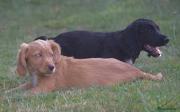 Cocker Spaniel dogs for sale: READY TO NOW Cocker spaniels puppies  - Image 2