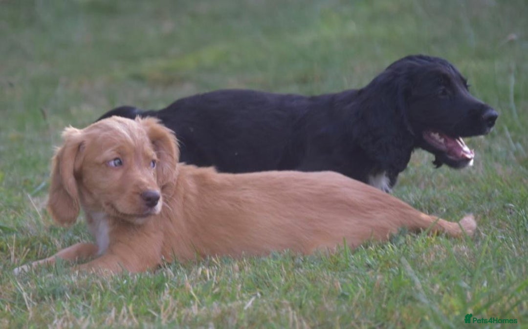 Cocker Spaniel dogs for sale: READY TO NOW Cocker spaniels puppies  - Image 2