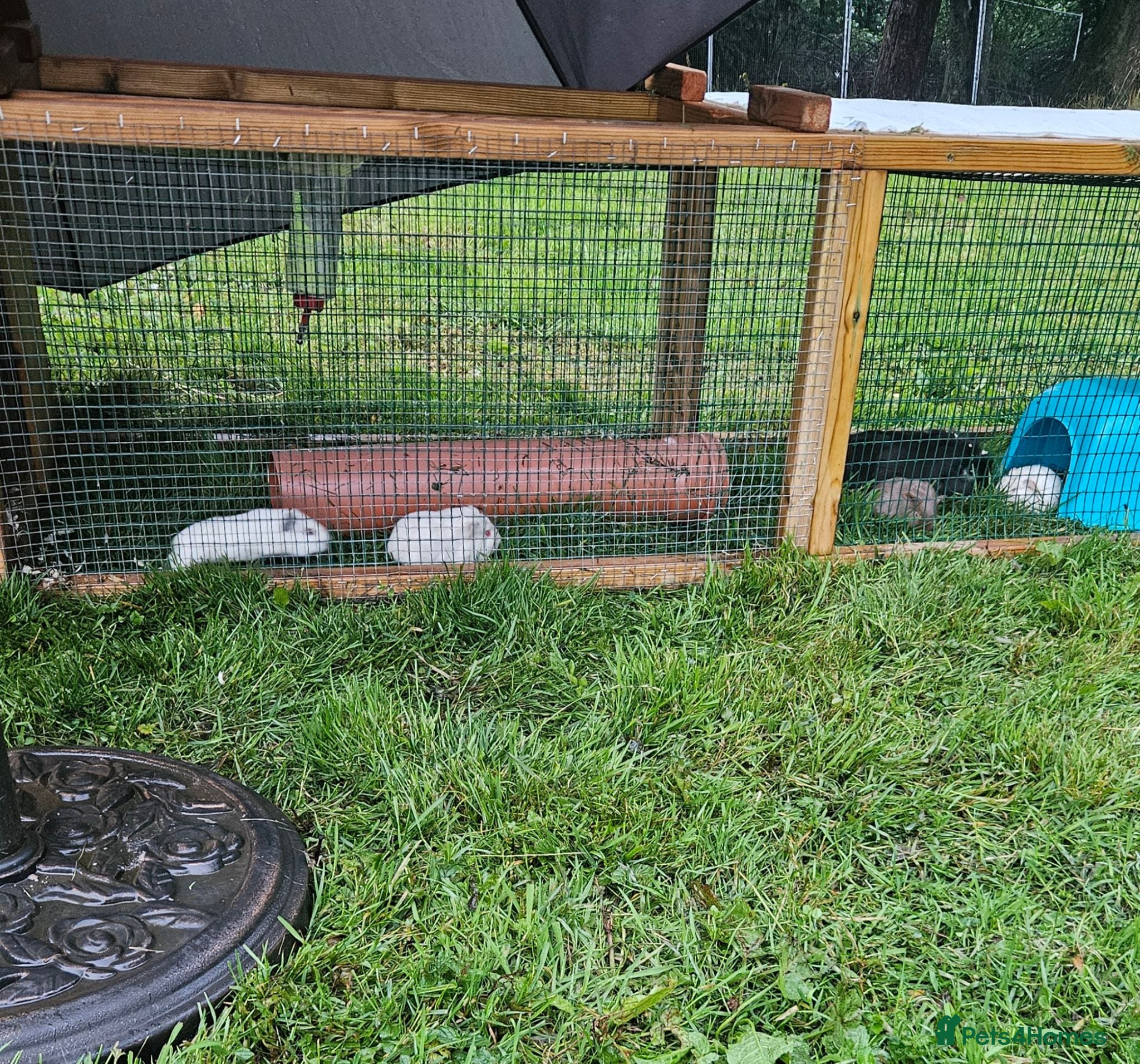 Guinea Pig rodents 2 baby boy guinea pigs £50 the pair - Advert 1
