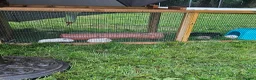 Guinea Pig rodents for sale: 2 baby boy guinea pigs £50 the pair - Advert 1