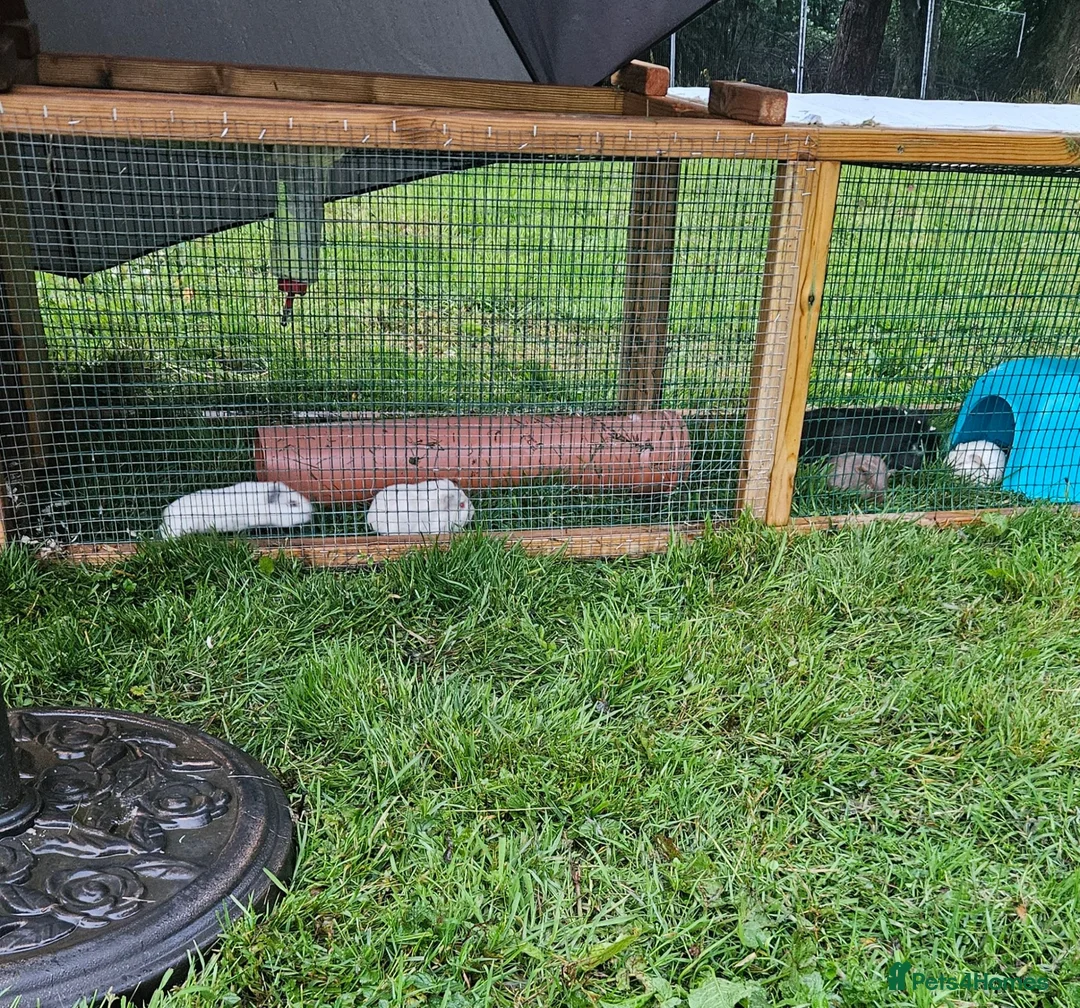Guinea Pig rodents for sale: 2 baby boy guinea pigs £50 the pair - Advert 1