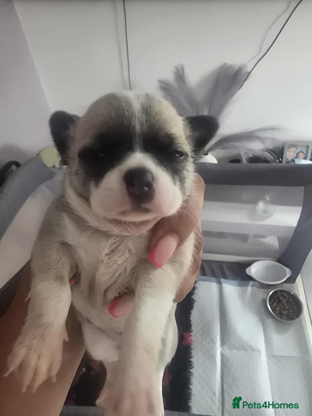 Chihuahua dogs for sale: Full pedigree Chihuahua puppies - Image 9