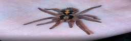 Tarantulas invertebrates for sale: 2 year old tarantula for sale - Advert 3