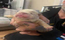 English Bulldog dogs for sale: English Bulldogs  - Image 6