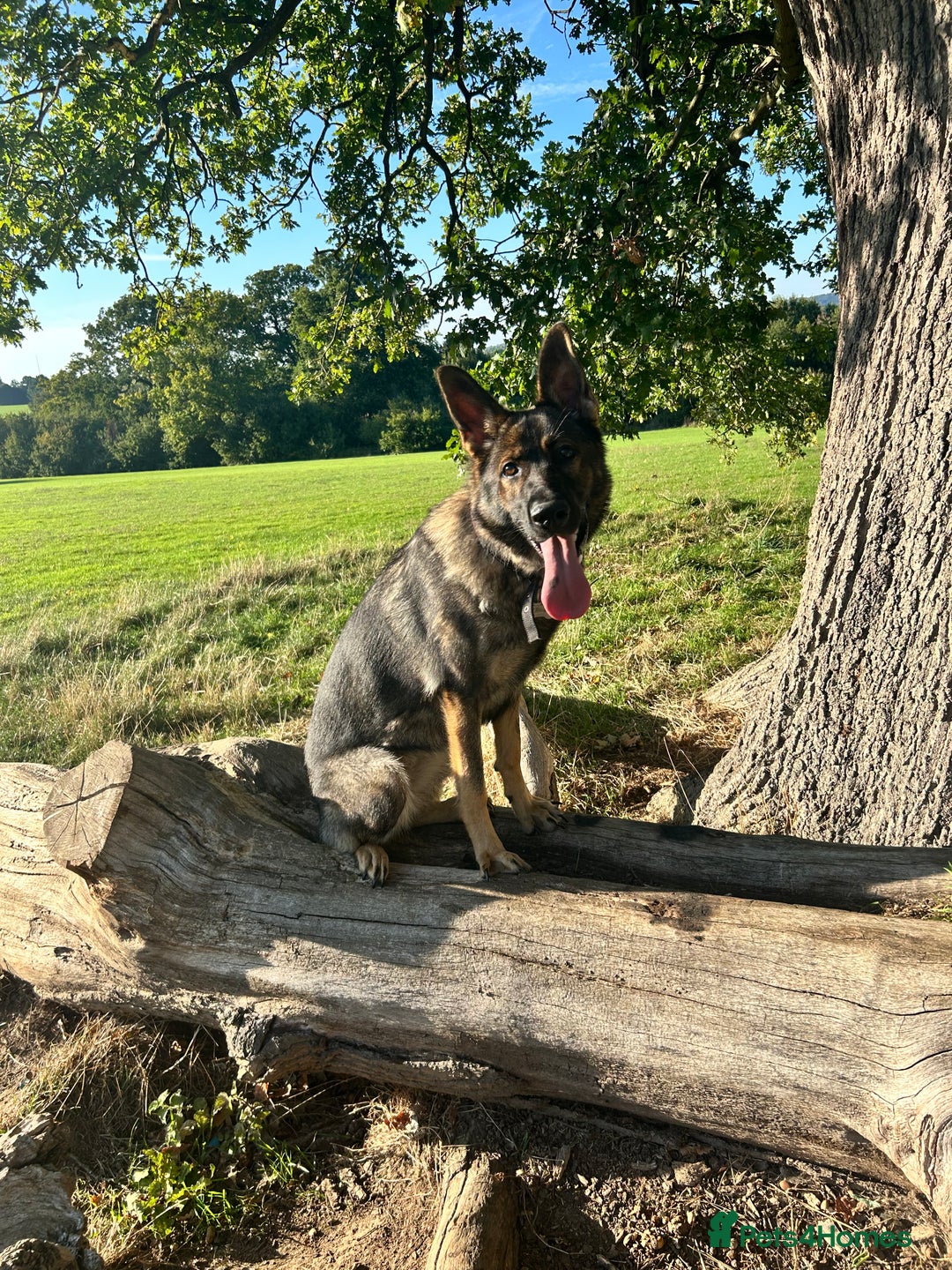 German Shepherd dogs for sale: German shepherd for sale - Image 2