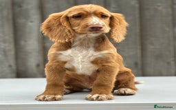 Cocker Spaniel dogs for sale: Cocker spaniel puppy’s  - Image 2