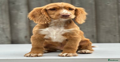 Cocker Spaniel dogs - Advert 1