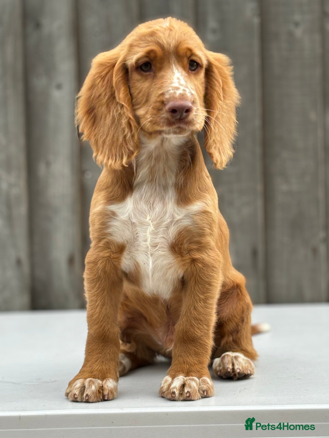 Cocker Spaniel dogs for sale: Cocker spaniel puppy’s  - Image 2
