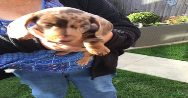 Dachshund dogs - Advert 10