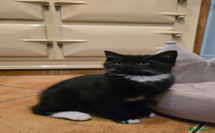 Maine Coon cats - Advert 5