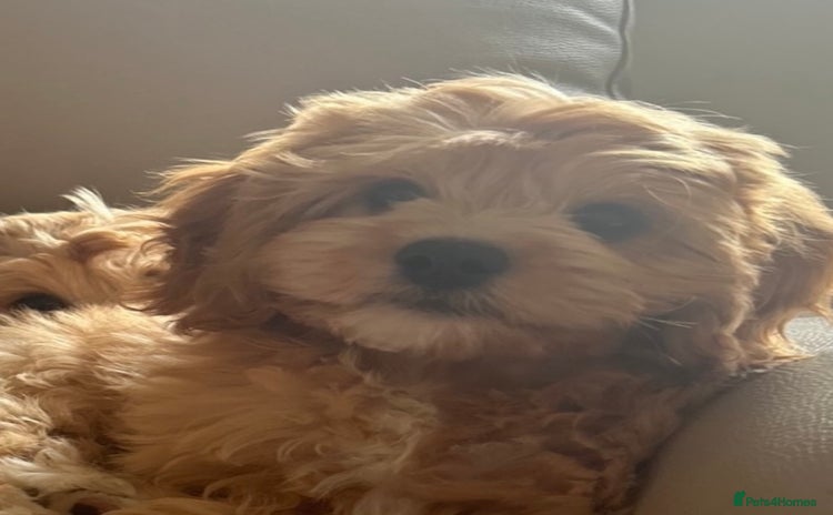 Cavapoo dogs in Darlington - Advert 11