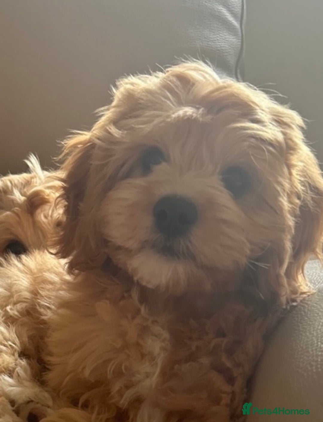 Cavapoo dogs for sale: 🩵 F1 Cavapoo puppies  in Darlington - Image 1