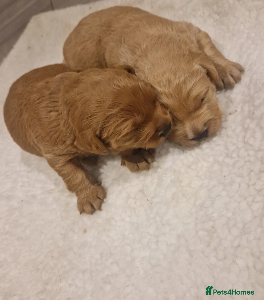 Labradoodle dogs for sale: Miniature labradoodle boys - Advert 5