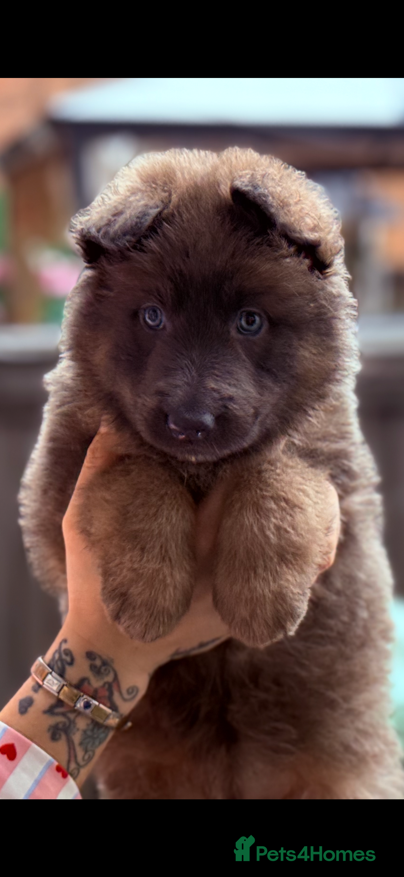 German Shepherd dogs Blue German shepherds Health tested BLUE EYES  - Advert 5