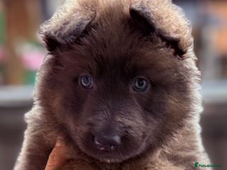 German Shepherd dogs Blue German shepherds Health tested BLUE EYES - Advert 5