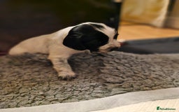 Sprocker dogs for sale: Beautiful sprocker pups - Image 9