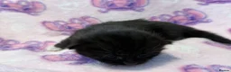 Mixed Breed cats for sale: Frankie’s Kittens Ready 20th August - Advert 10