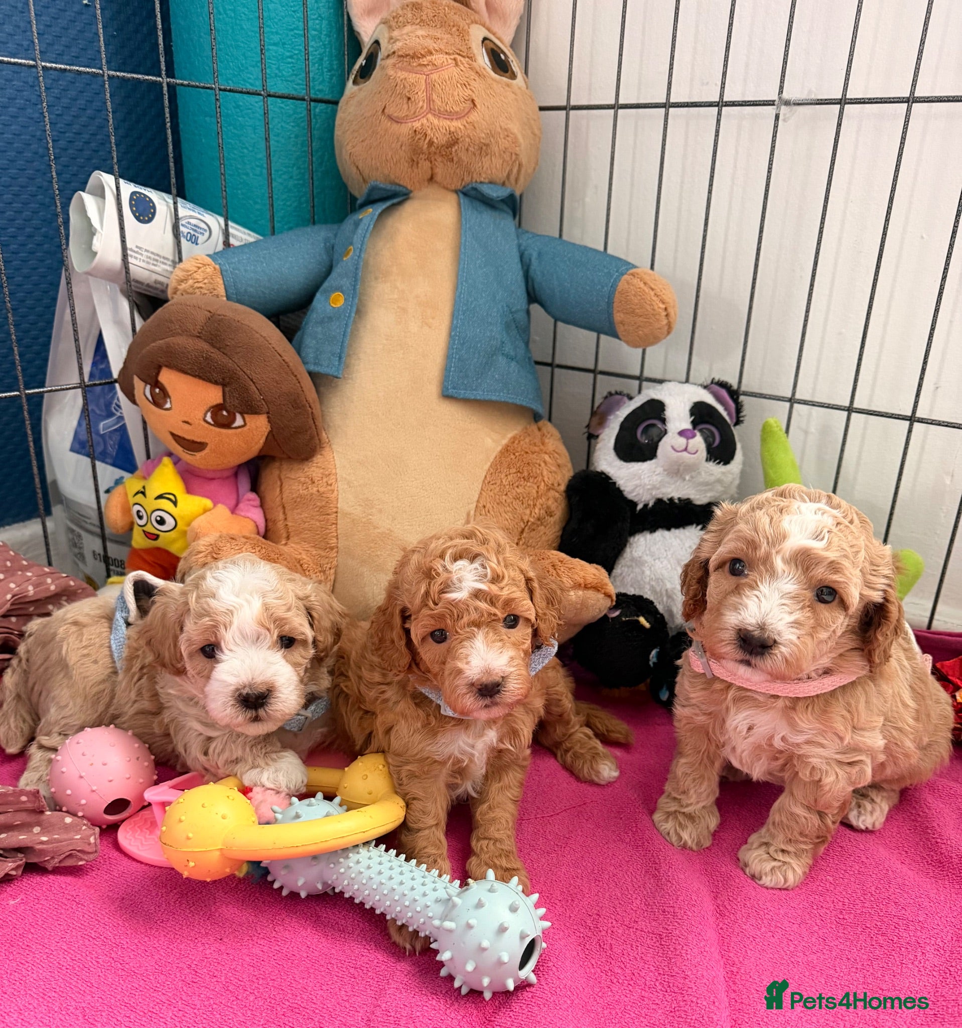 Maltipoo dogs Maltipoo F1B 🐩🐩🐩🐩 - Advert 5