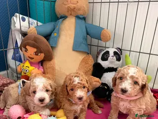 Maltipoo dogs Maltipoo F1B 🐩🐩🐩🐩 - Advert 5