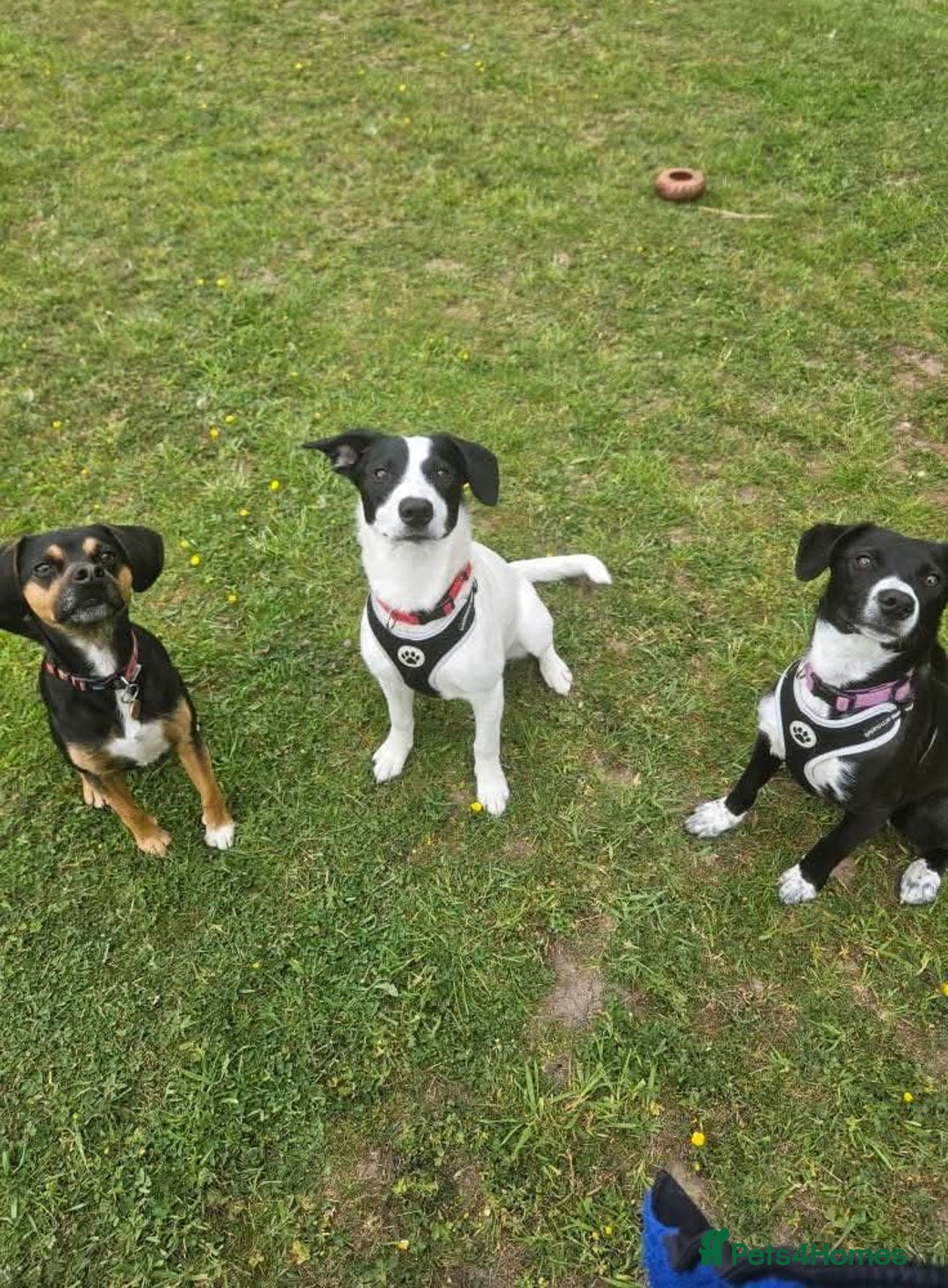 Mixed Breed dogs for sale: Beautiful 1 year old female dog  - Advert 6