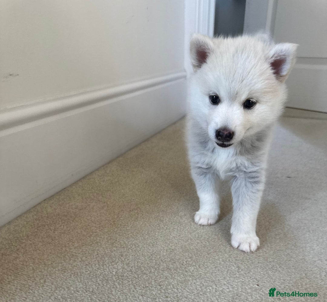 Pomsky dogs for sale: Vergil - Image 4