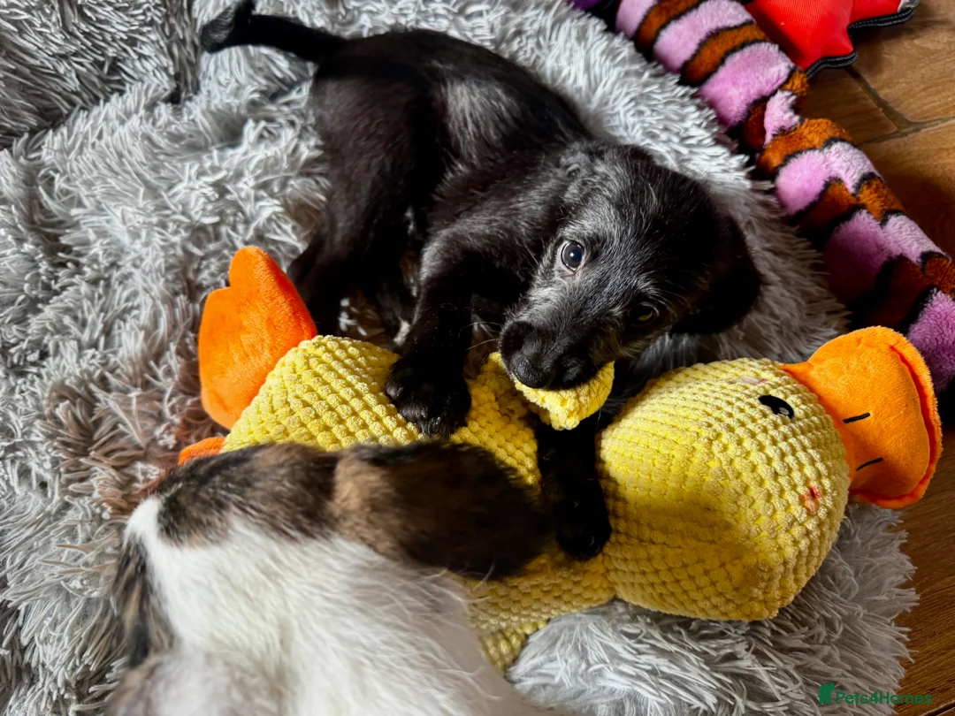 Mixed Breed dogs for sale: Whippet x Poodle READY NOW - Advert 8