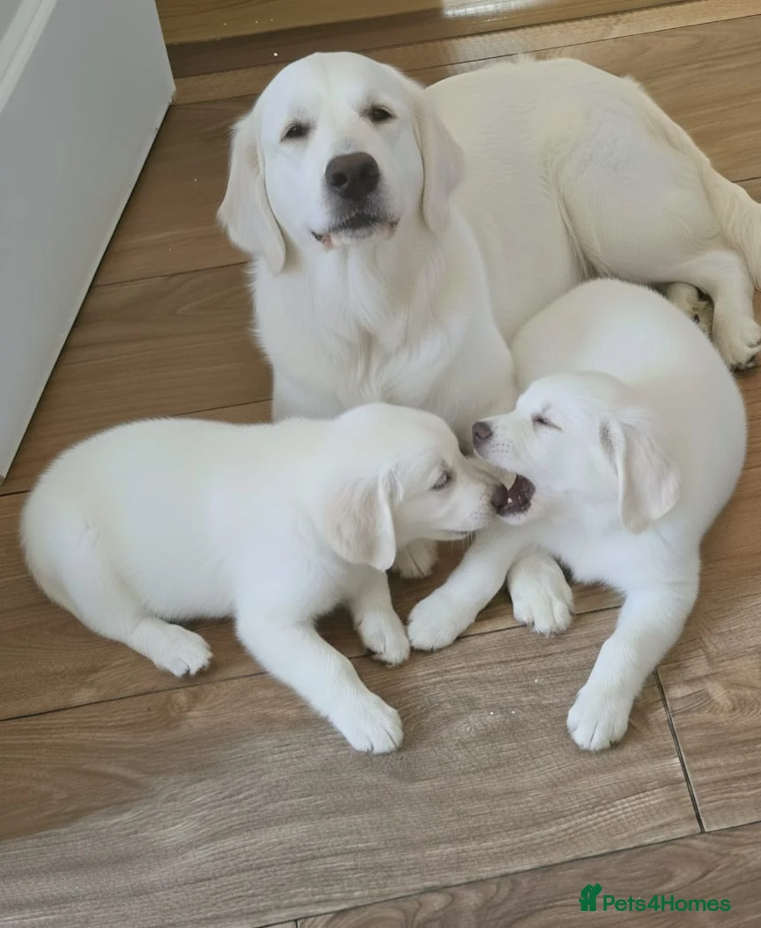 Golden Retriever dogs for sale: LAST 2 STUNNING PUPPIES  - Advert 6