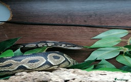 Python Snake reptiles for sale: Gorgeous Cinnamon royal python - Image 8