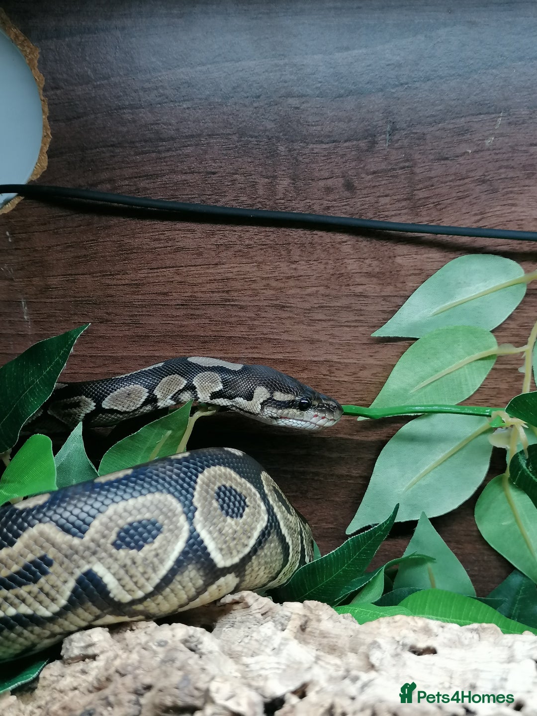 Python Snake reptiles for sale: Gorgeous Cinnamon royal python - Image 8