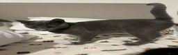Russian Blue cats for sale: Gorgeous female Russian blue ready to go now - Advert 5