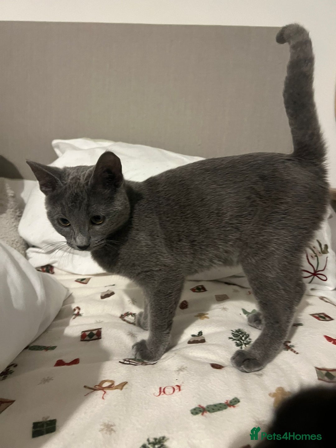 Russian Blue cats for sale: Gorgeous female Russian blue ready to go now - Advert 5