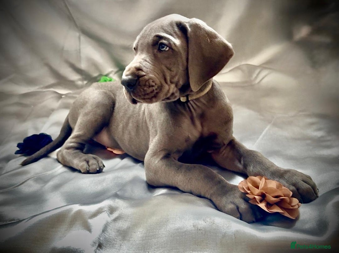 Great Dane dogs for sale: Welcome tothe world KC Registered Champ Bloodlines in Maidstone - Image 10
