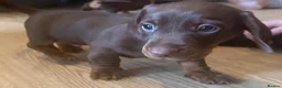 Miniature Dachshund dogs for sale: Beautiful KC registered miniature dachshunds - Advert 9