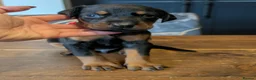Dobermann dogs for sale: doberman puppies - ready this week 🐾 - Advert 21